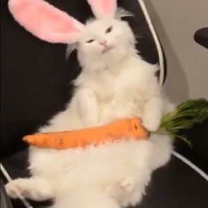 Meet your Posher, Karin